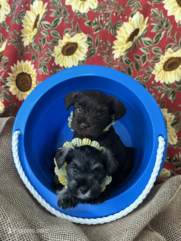 AKC Penny, chocolate liver – Miniature Schnauzer puppy for sale in New Market, VA