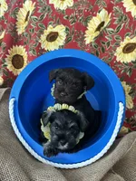 AKC Penny, DAD’s Day SALE🐾💗🐾, a female Miniature Schnauzer for sale in New Market, VA – 4 of 10