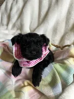 AKC Nugget…DAD’s Day SALE🐾💘🐾, a female Miniature Schnauzer for sale in New Market, VA – 4 of 10