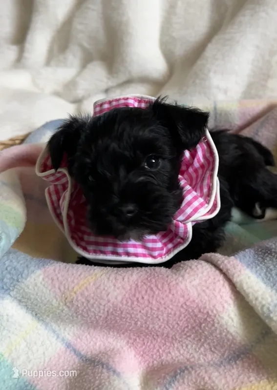 AKC Pepper, black beauty – Miniature Schnauzer puppy for sale in New Market, VA
