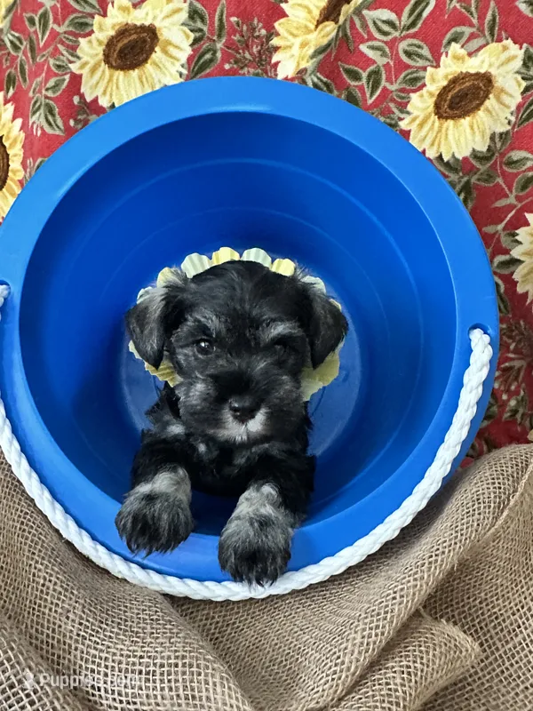 AKC Dolly, dark salt and pepper – Miniature Schnauzer puppy for sale in New Market, VA