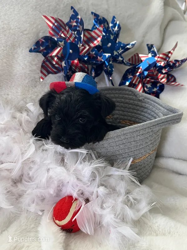 AKC Pepper, black beauty – Miniature Schnauzer puppy for sale in New Market, VA