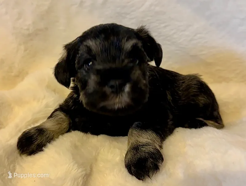 AKC Dolly – Miniature Schnauzer puppy for sale in New Market, VA
