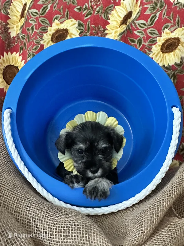 AKC Annie, salt and pepper – Miniature Schnauzer puppy for sale in New Market, VA