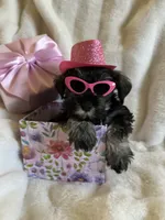 AKC  Dolly , a female Miniature Schnauzer for sale in New Market, VA – 3 of 7