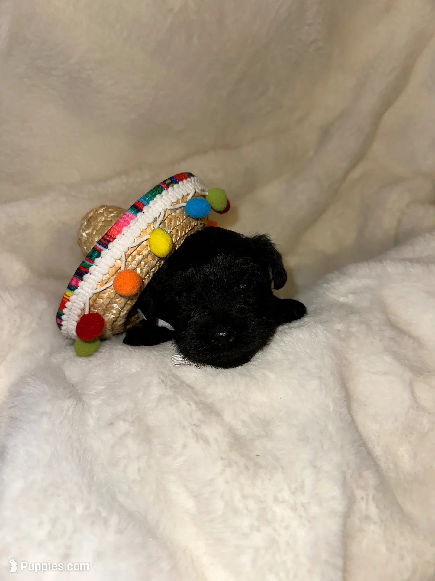 AKC Pepper, black beauty, a female Miniature Schnauzer for sale in New Market, VA – 3 of 7