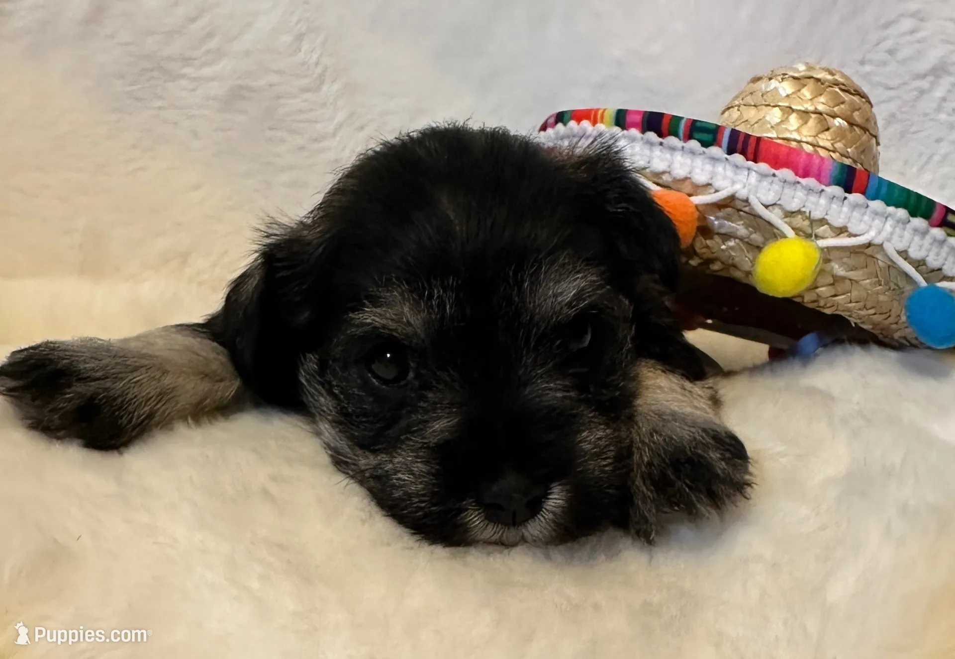 AKC Annie, salt and pepper, a female Miniature Schnauzer for sale in New Market, VA – 2 of 9