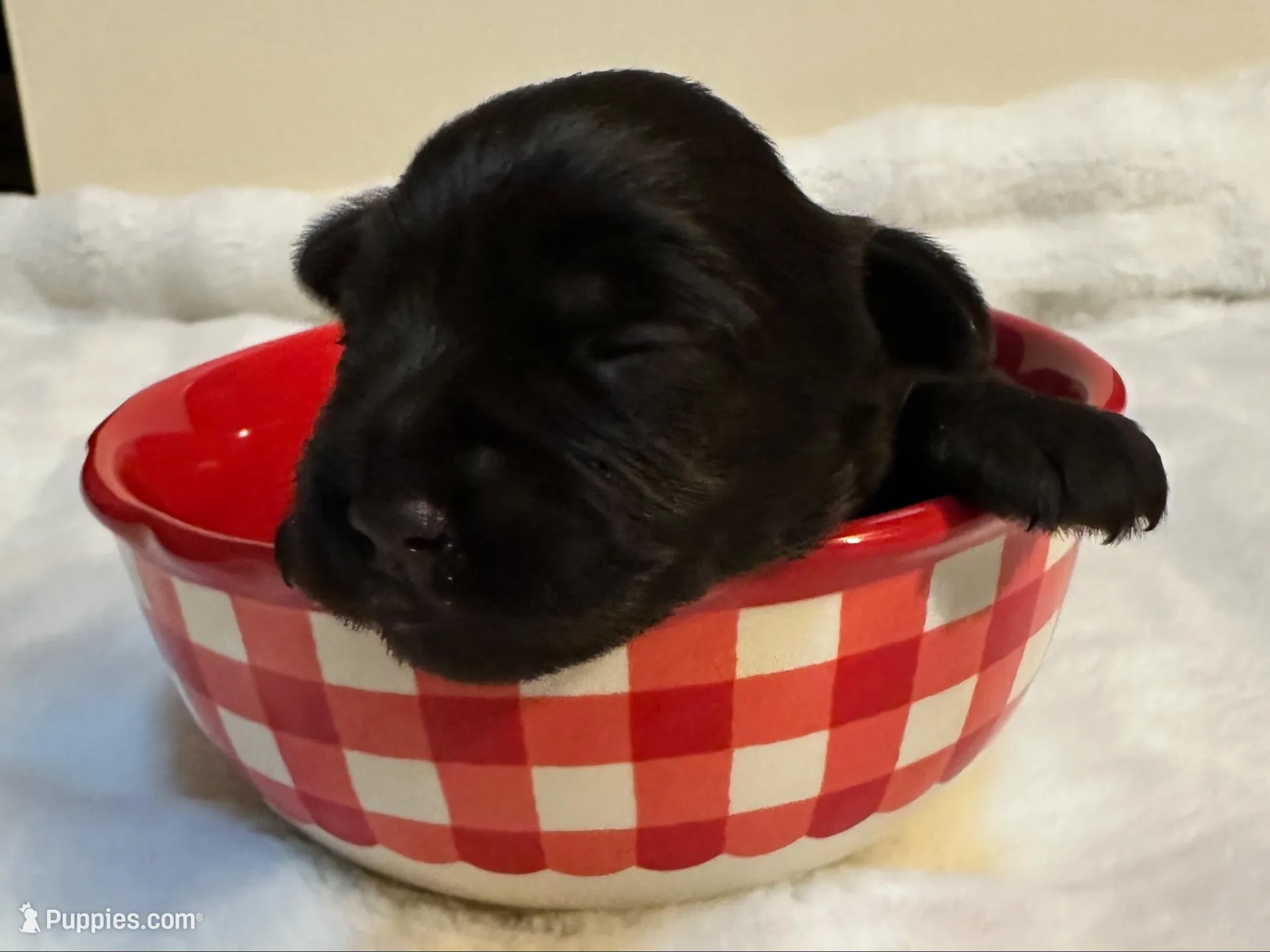 AKC Penney, a female Miniature Schnauzer for sale in New Market, VA – Photo 1 of 2