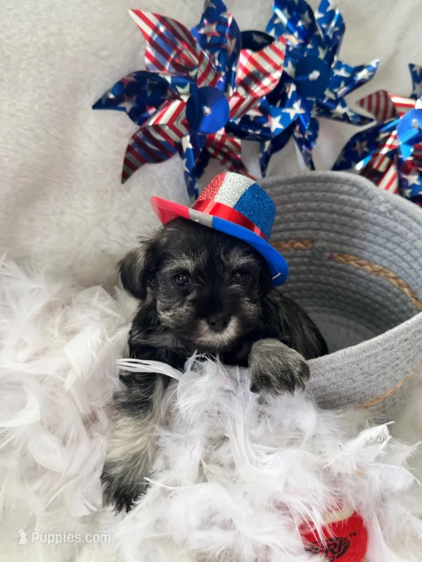 AKC Annie, salt and pepper – Miniature Schnauzer puppy for sale in New Market, VA