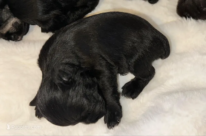 AKC Nugget – Miniature Schnauzer puppy for sale in New Market, VA
