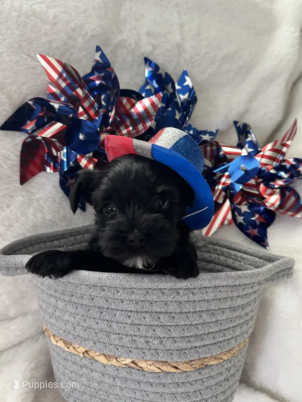 AKC Puppies – Miniature Schnauzer puppy for sale in New Market, VA