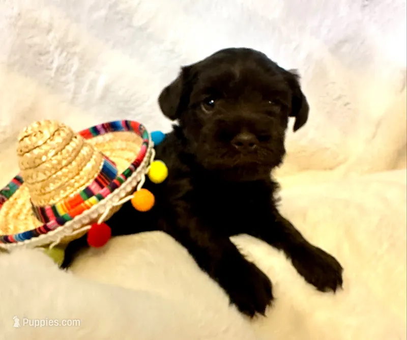 AKC Penny – Miniature Schnauzer puppy for sale in New Market, VA