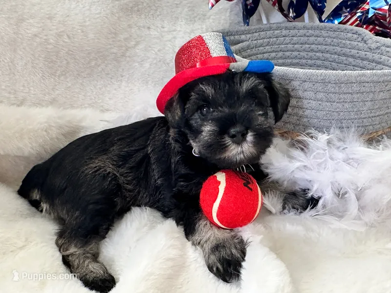 AKC Dolly, dark salt and pepper – Miniature Schnauzer puppy for sale in New Market, VA