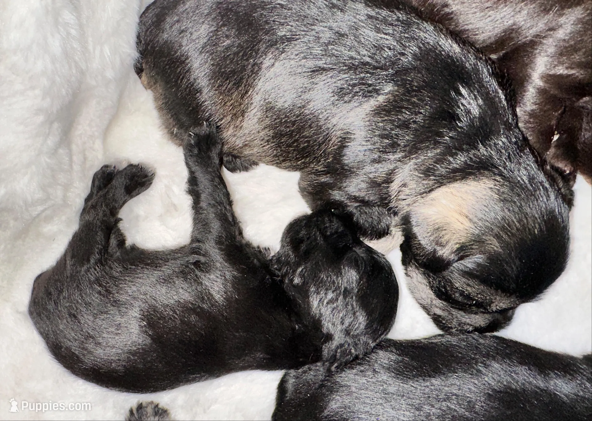 AKC Nugget, a female Miniature Schnauzer for sale in New Market, VA – 2 of 4