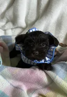 AKC Penny, DAD’s Day SALE🐾💗🐾, a female Miniature Schnauzer for sale in New Market, VA – 3 of 10