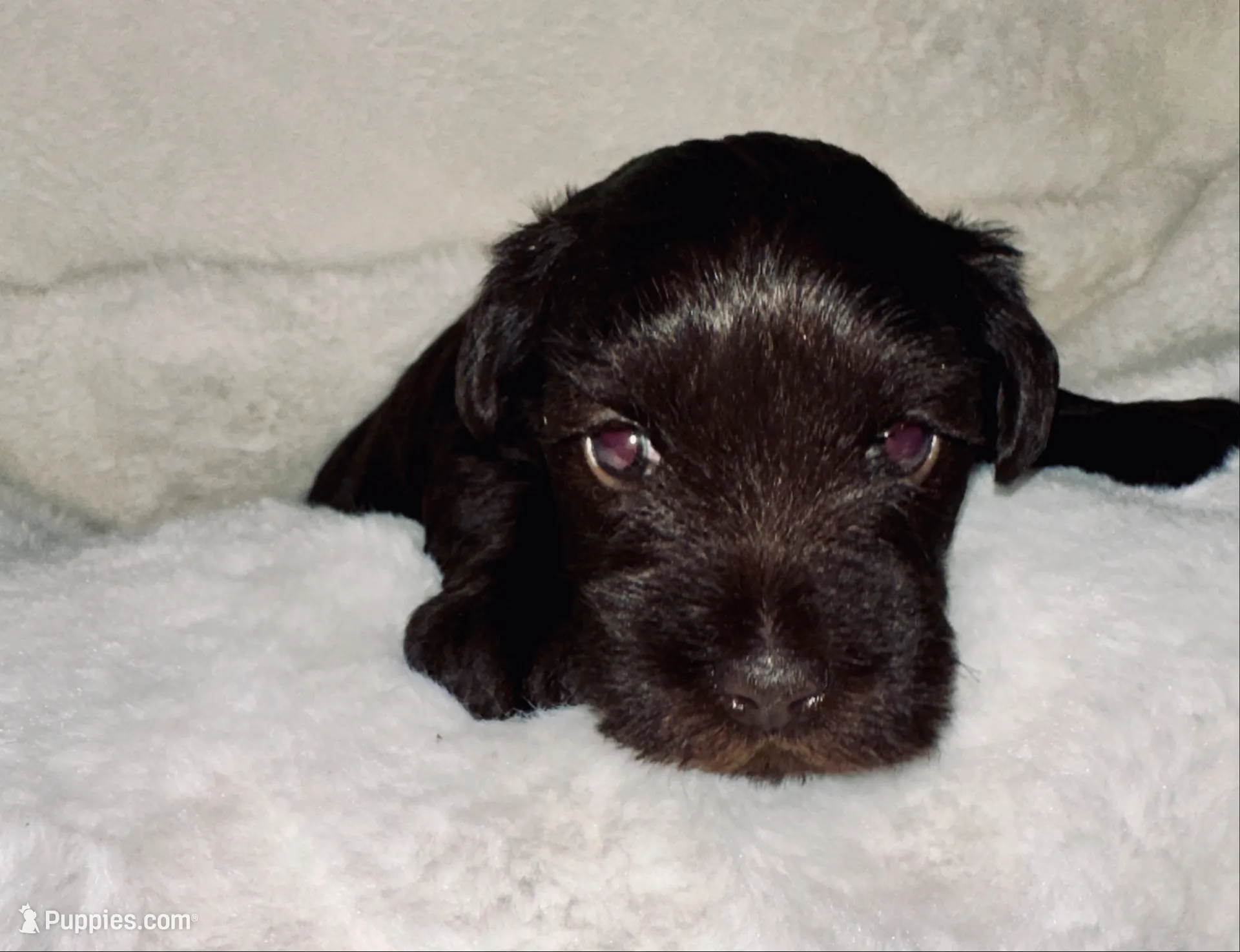 AKC Penny, chocolate liver, a female Miniature Schnauzer for sale in New Market, VA – 3 of 8