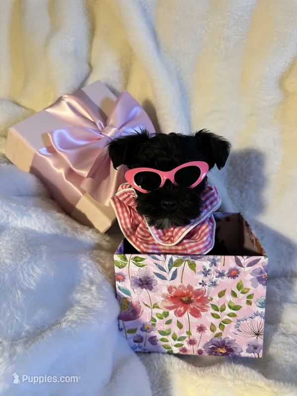 AKC Nugget, tiny, black beauty🐾💘🐾 – Miniature Schnauzer puppy for sale in New Market, VA