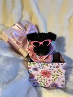 AKC Nugget…DAD’s Day SALE🐾💘🐾, a female Miniature Schnauzer for sale in New Market, VA – 1 of 10