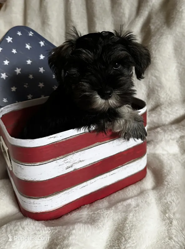 AKC  Dolly 🐾❤️🐾 – Miniature Schnauzer puppy for sale in New Market, VA