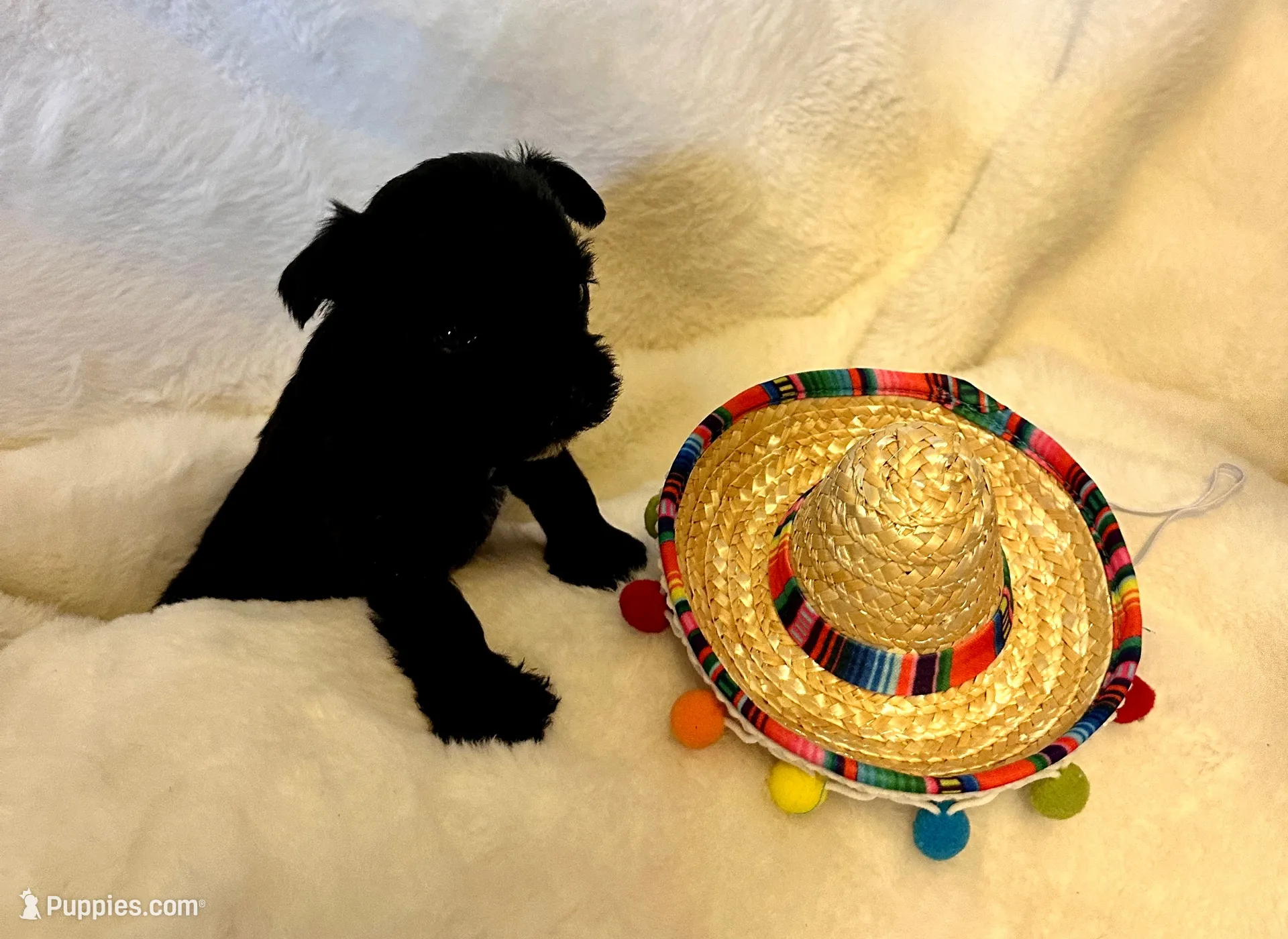 AKC Nugget, tiny, black beauty, a female Miniature Schnauzer for sale in New Market, VA – 2 of 7