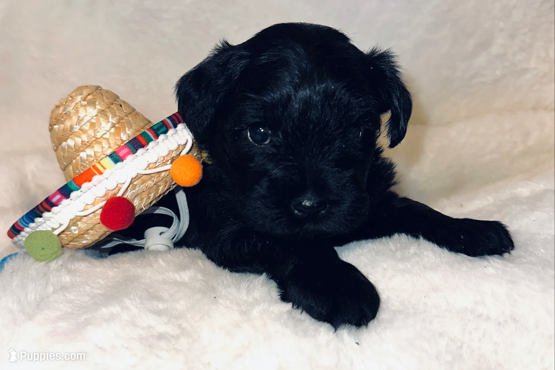 AKC Pepper, black beauty, a female Miniature Schnauzer for sale in New Market, VA – 2 of 7