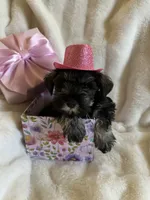 AKC  Dolly , a female Miniature Schnauzer for sale in New Market, VA – 5 of 7