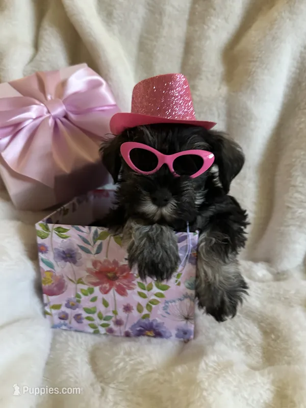 AKC Dolly, dark salt and pepper🐾💝🐾 – Miniature Schnauzer puppy for sale in New Market, VA