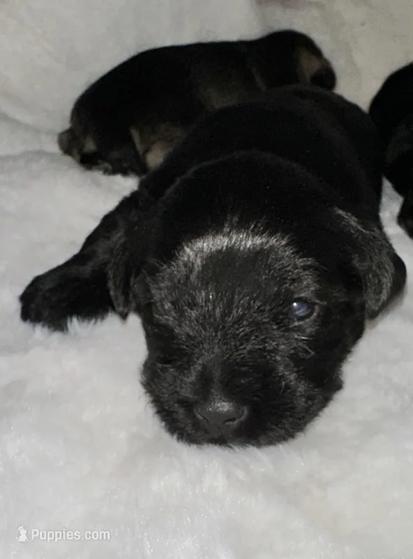AKC Pepper – Miniature Schnauzer puppy for sale in New Market, VA