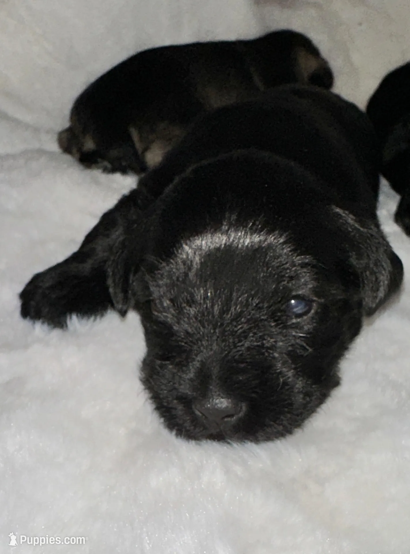 AKC Pepper, black beauty, a female Miniature Schnauzer for sale in New Market, VA – 4 of 7