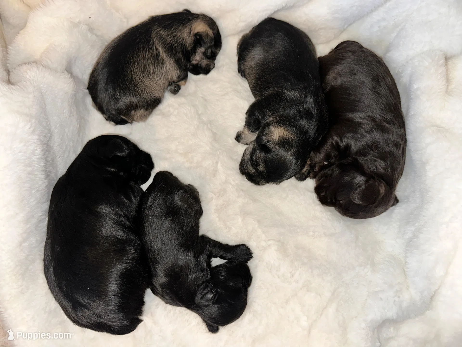 AKC Nugget, a female Miniature Schnauzer for sale in New Market, VA – 3 of 4