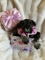 AKC Dolly…DAD’s Day SALE🐾💝🐾, a female Miniature Schnauzer for sale in New Market, VA – 2 of 10