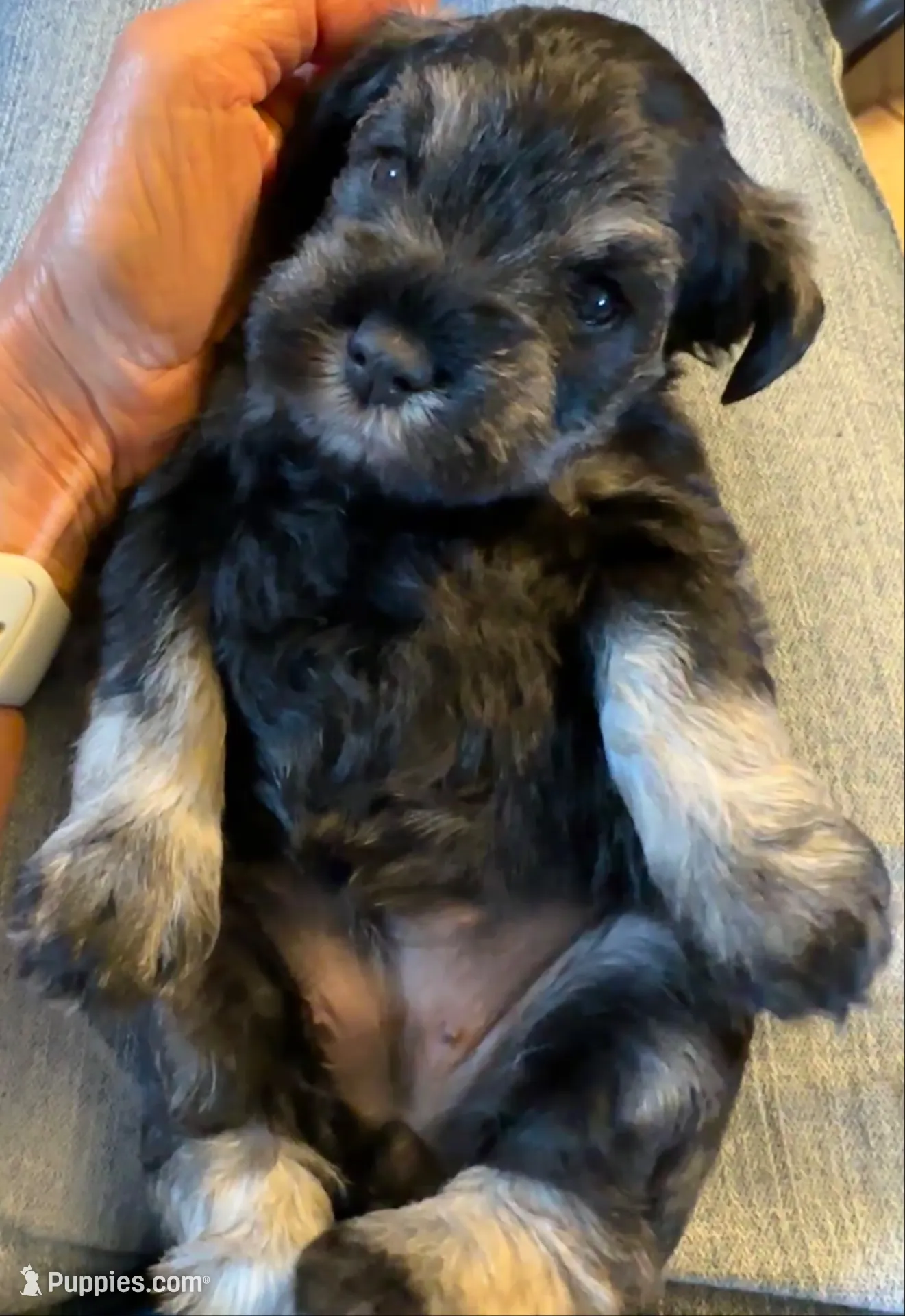 AKC Dolly, dark salt and pepper, a female Miniature Schnauzer for sale in New Market, VA – 2 of 7