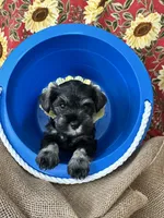 AKC  Dolly , a female Miniature Schnauzer for sale in New Market, VA – 7 of 7