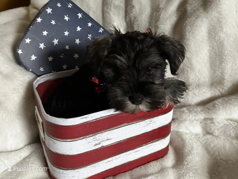 AKC  Dolly 🐾❤️🐾 – Miniature Schnauzer puppy for sale in New Market, VA