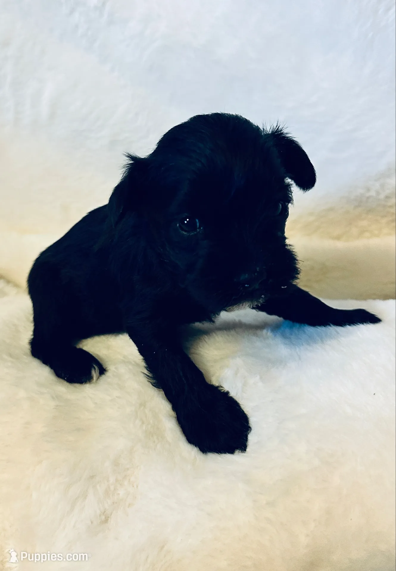 AKC Nugget, tiny, black beauty, a female Miniature Schnauzer for sale in New Market, VA – 3 of 7