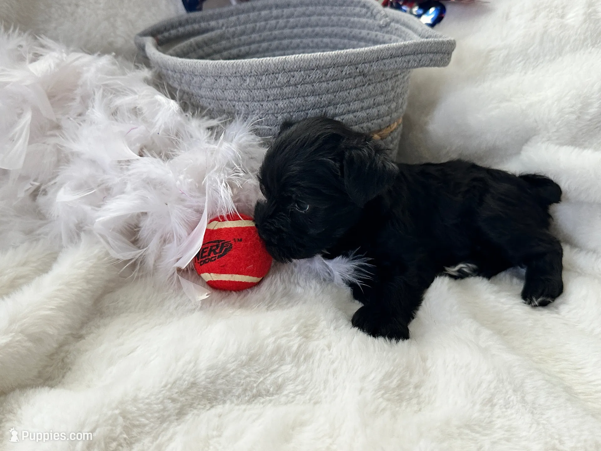 AKC Nugget…DAD’s Day SALE🐾💘🐾, a female Miniature Schnauzer for sale in New Market, VA – 7 of 10