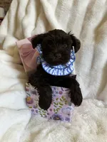 AKC Penny, DAD’s Day SALE🐾💗🐾, a female Miniature Schnauzer for sale in New Market, VA – 1 of 10