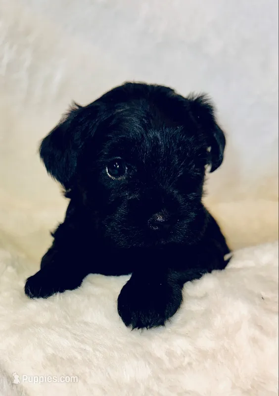 AKC Pepper – Miniature Schnauzer puppy for sale in New Market, VA
