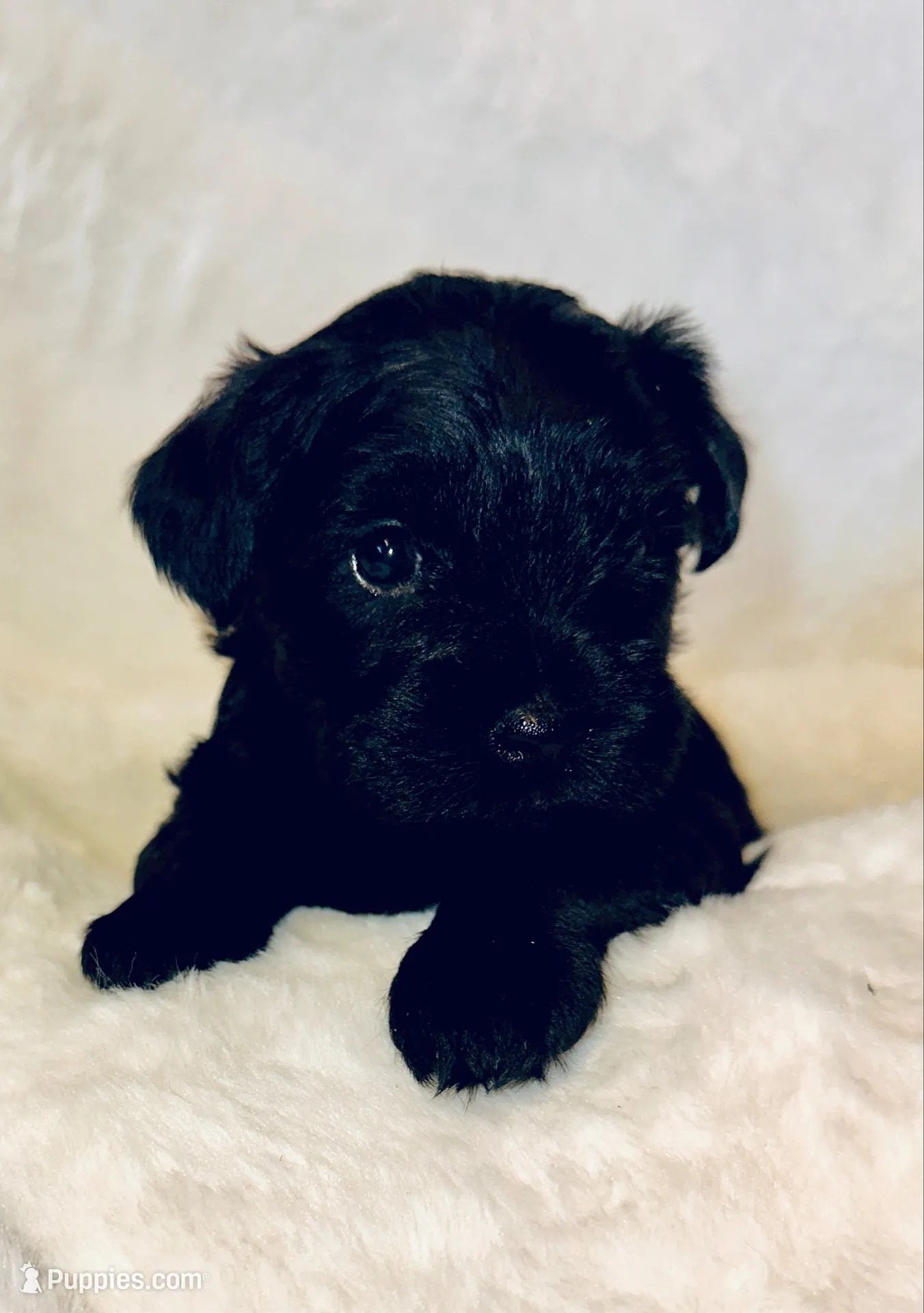 AKC Pepper, black beauty, a female Miniature Schnauzer for sale in New Market, VA – 1 of 7