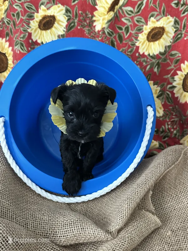 AKC Nugget, tiny, black beauty – Miniature Schnauzer puppy for sale in New Market, VA