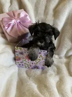 AKC  Dolly , a female Miniature Schnauzer for sale in New Market, VA – 6 of 7