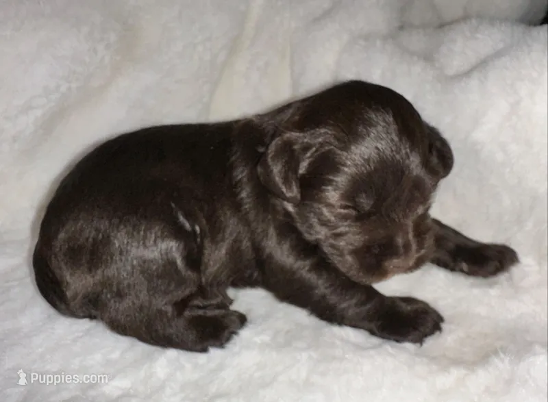 AKC Penny – Miniature Schnauzer puppy for sale in New Market, VA