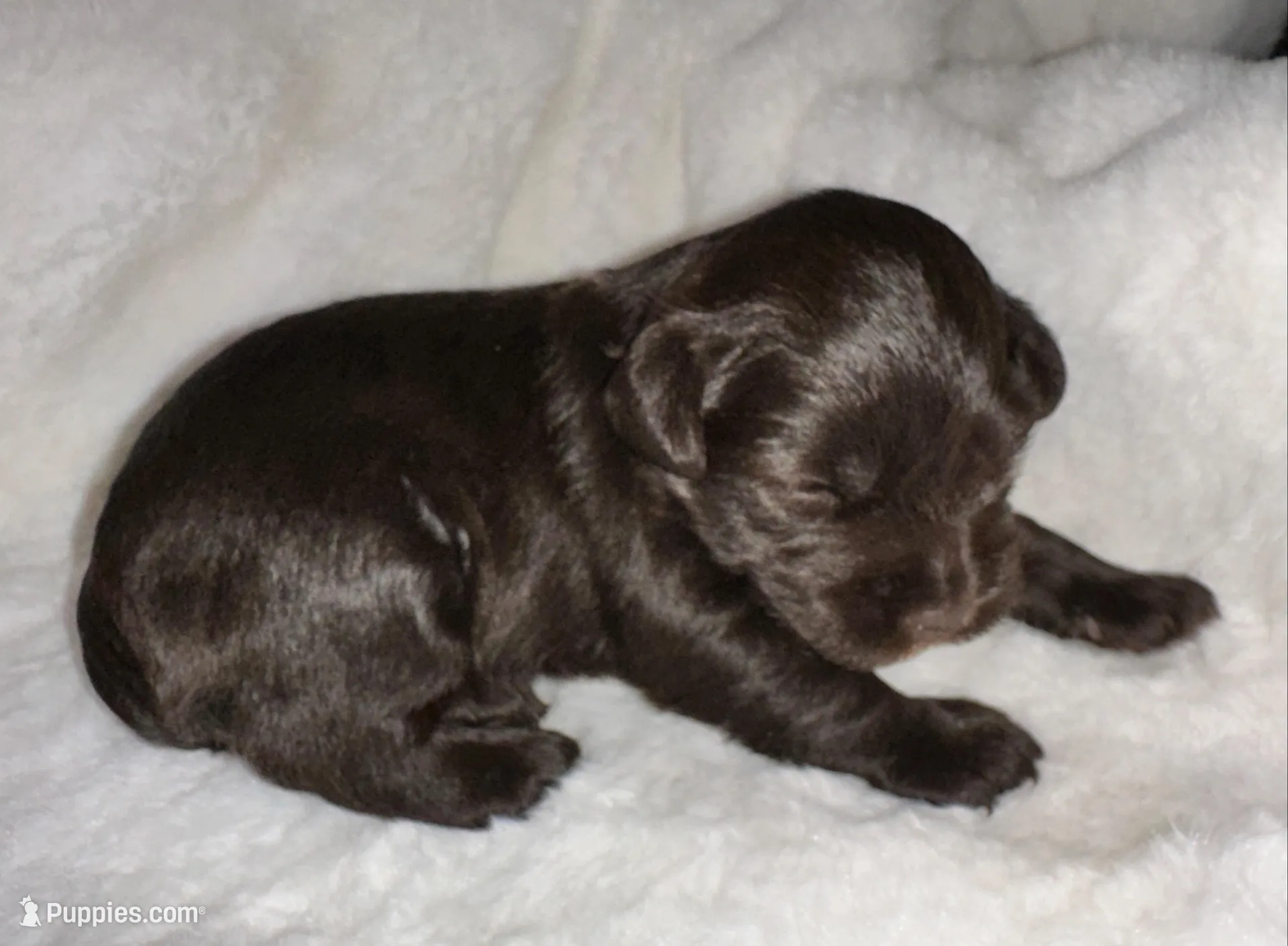 AKC Penny, a female Miniature Schnauzer for sale in New Market, VA – 1 of 5