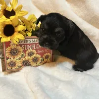 AKC Females, a female Miniature Schnauzer for sale in New Market, VA – Photo 6 of 10