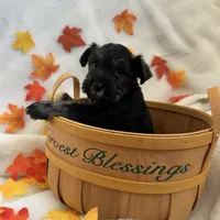 AKC Females, a female Miniature Schnauzer for sale in New Market, VA – Photo 4 of 10