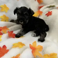 AKC Females, a female Miniature Schnauzer for sale in New Market, VA – Photo 3 of 10