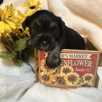 AKC Females, a female Miniature Schnauzer for sale in New Market, VA – Photo 9 of 10