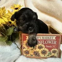 AKC Females, a female Miniature Schnauzer for sale in New Market, VA – Photo 8 of 10