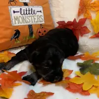 AKC Females, a female Miniature Schnauzer for sale in New Market, VA – Photo 10 of 10