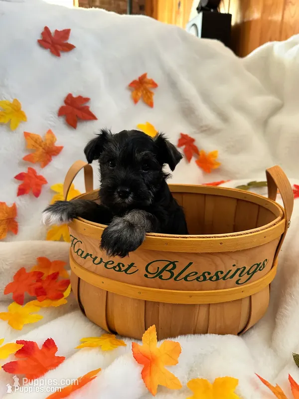 AKC Females – Miniature Schnauzer puppy for sale in New Market, VA
